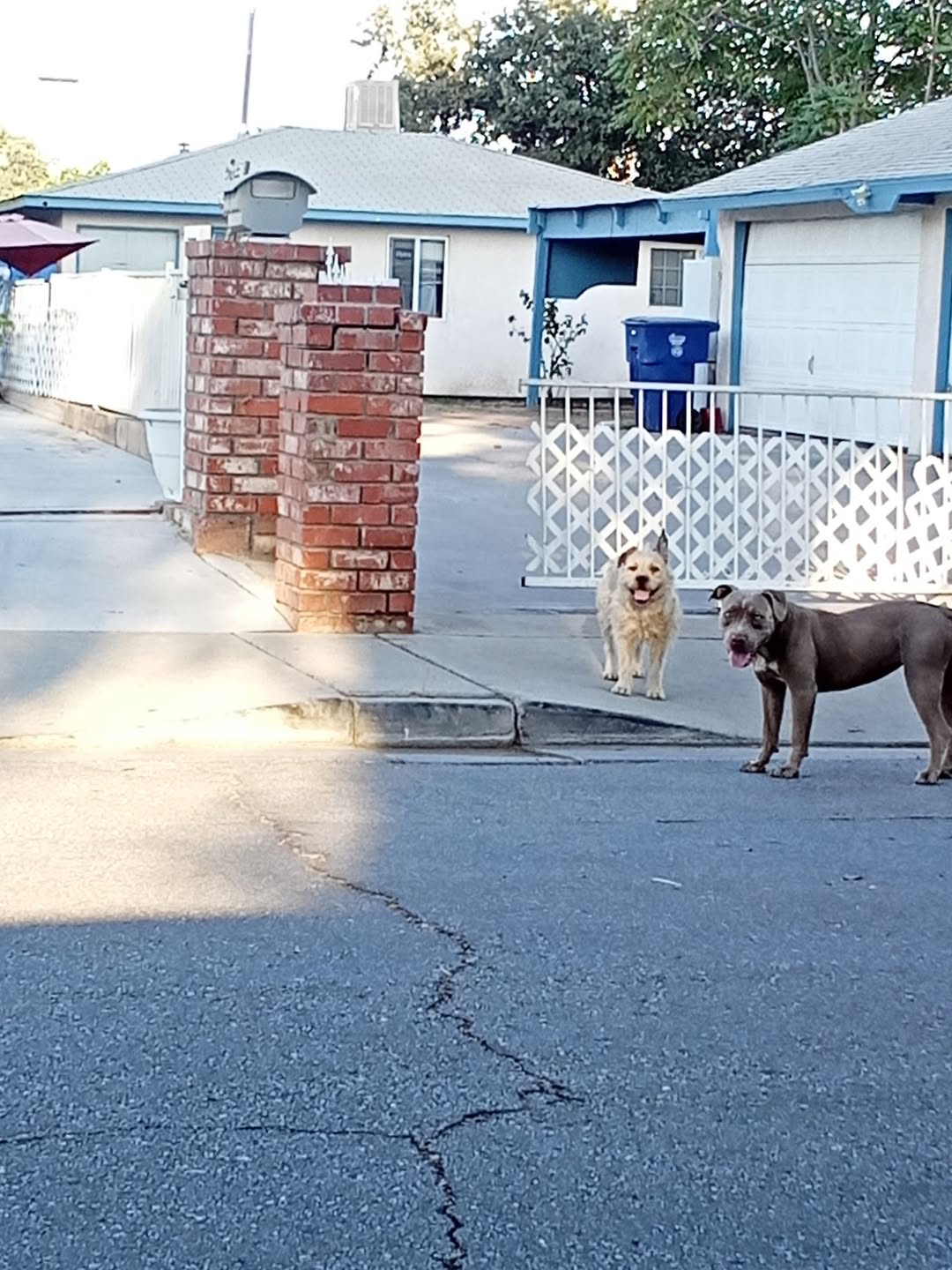Dog reported missing in Bakersfield, CA