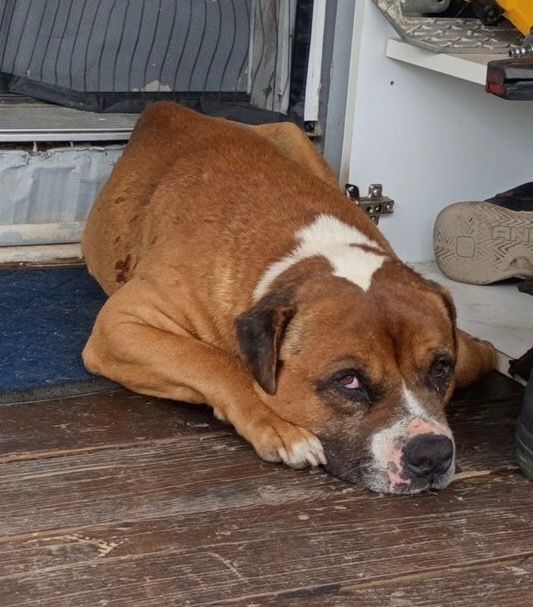 Dog reported missing in Tulsa, OK