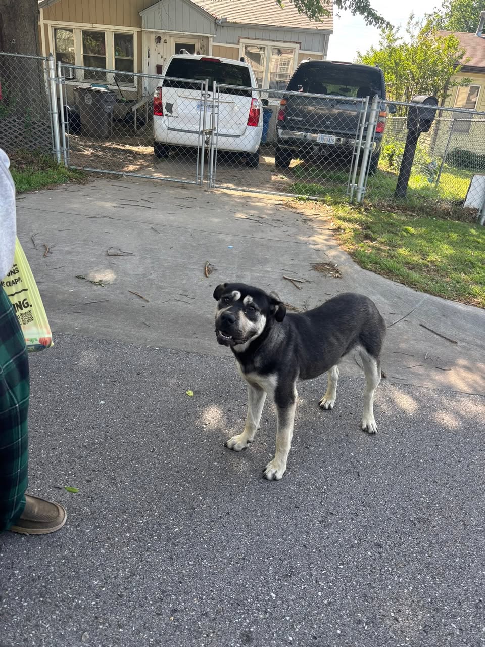 Dog reported missing in Tulsa, OK