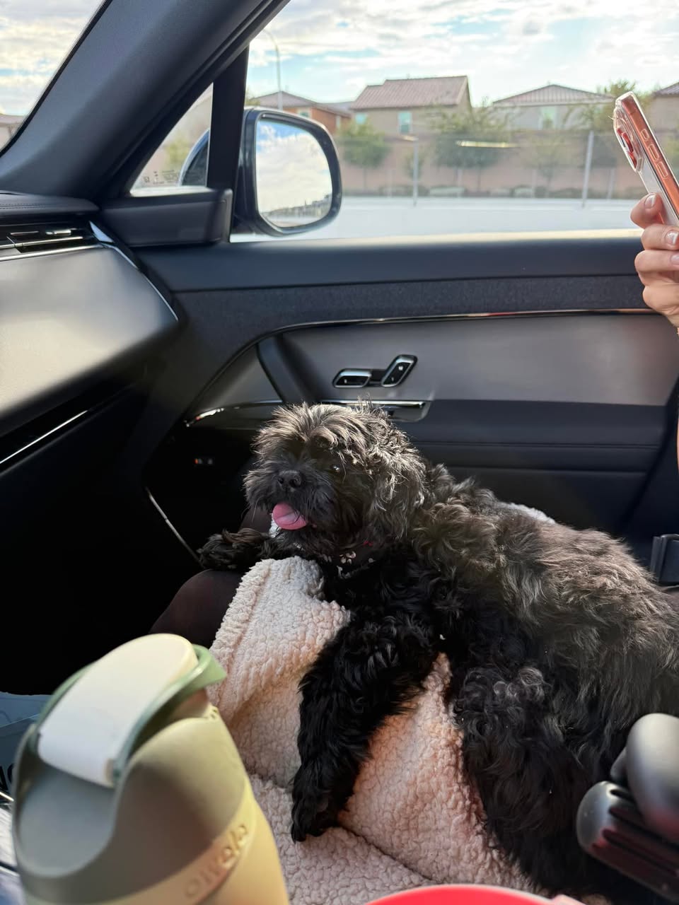 Dog reported missing in Henderson, NV