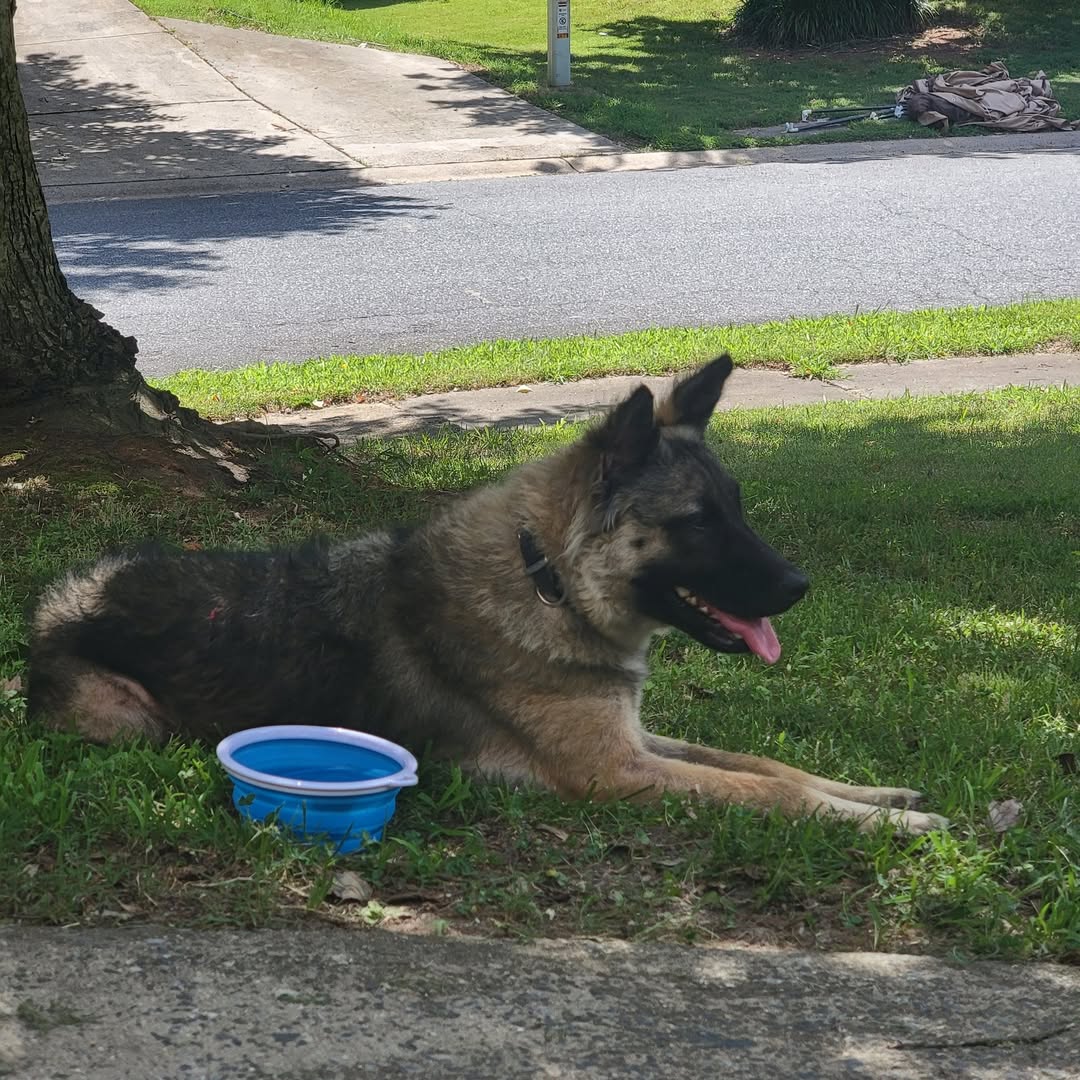 Dog reported found or sighted in Charlotte, NC