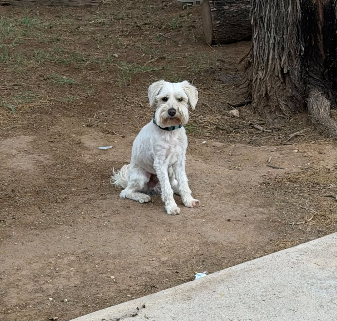 Dog reported missing in El Paso, TX