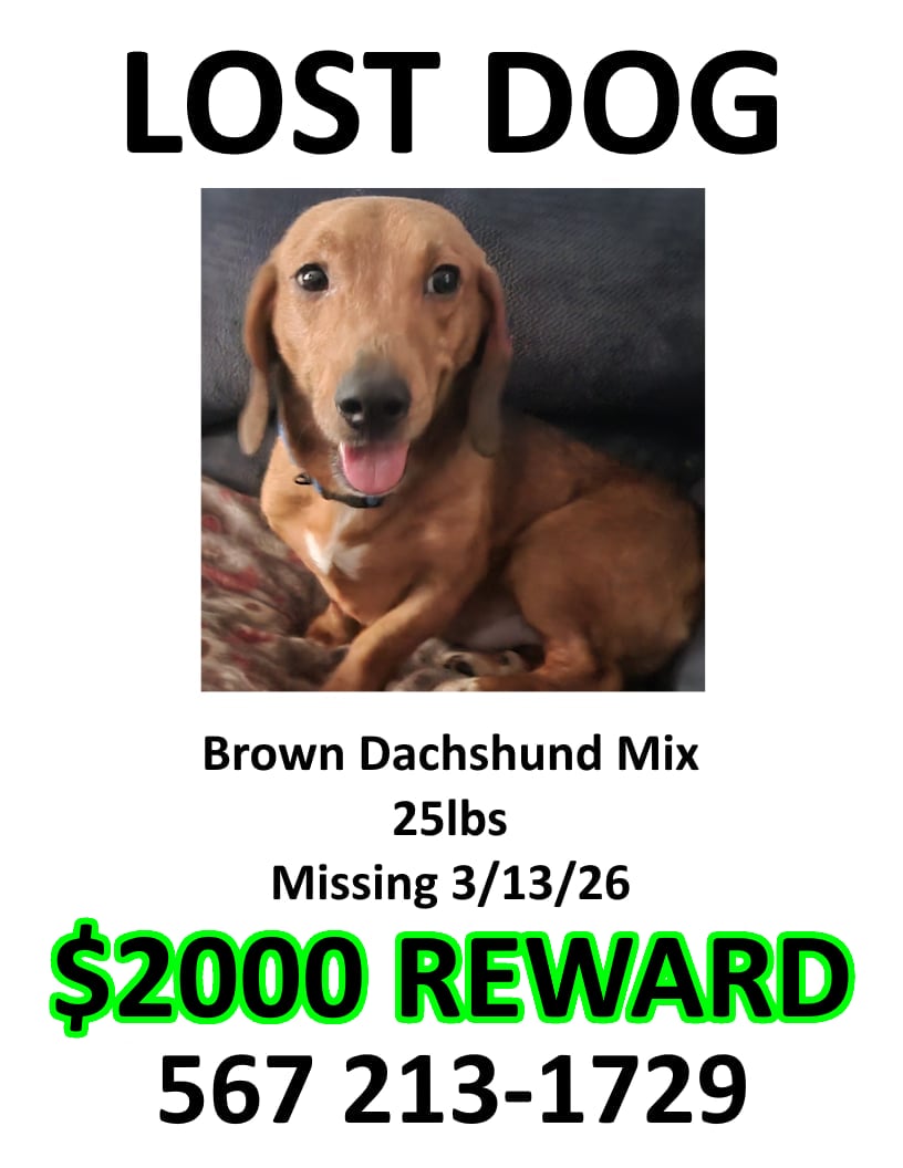 Dog reported missing in Toledo, OH