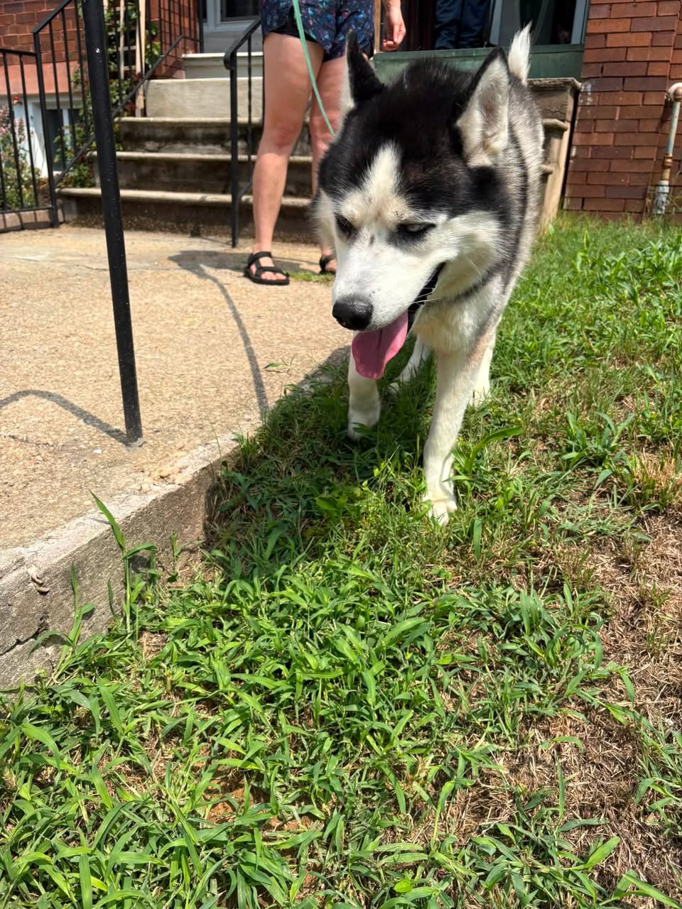 Dog reported found or sighted in Baltimore, MD
