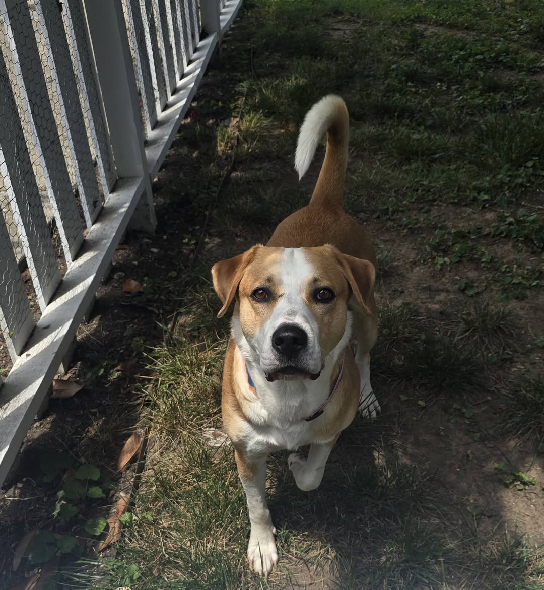 Dog reported found or sighted in Nashville, TN