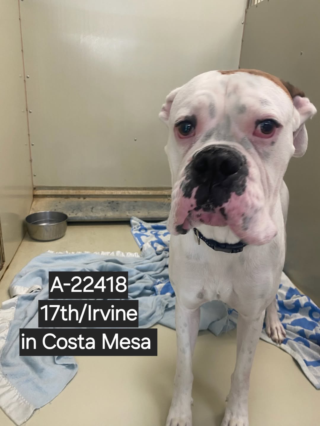 Dog reported missing in Santa Ana, CA