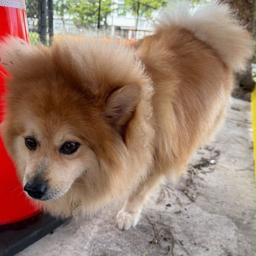 Dog reported missing in Hialeah, FL