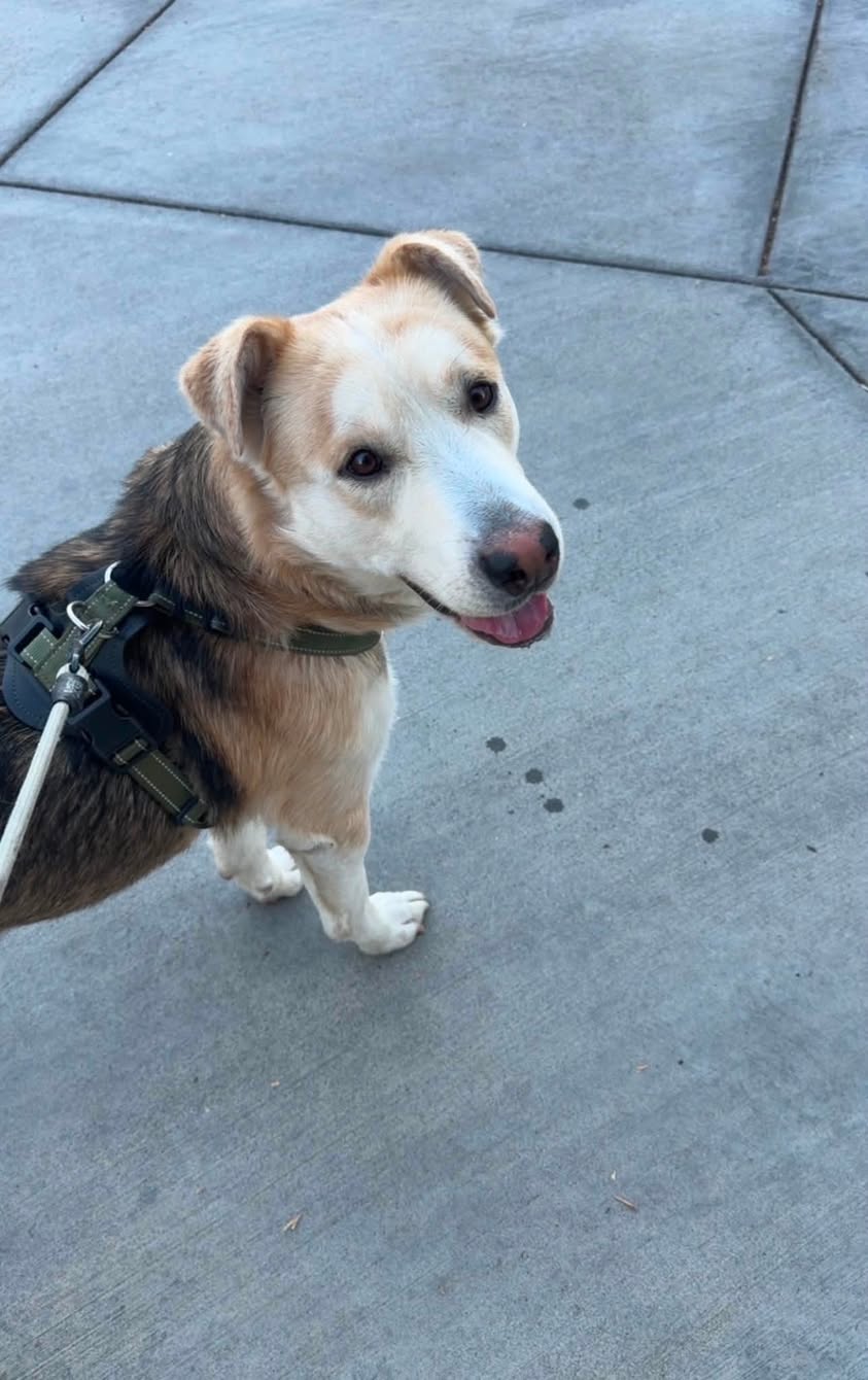 Dog reported found or sighted in Stockton, CA