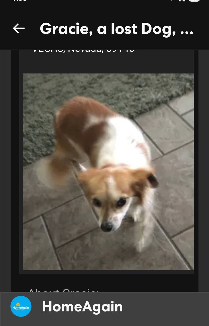 Dog reported found or sighted in Las Vegas, NV