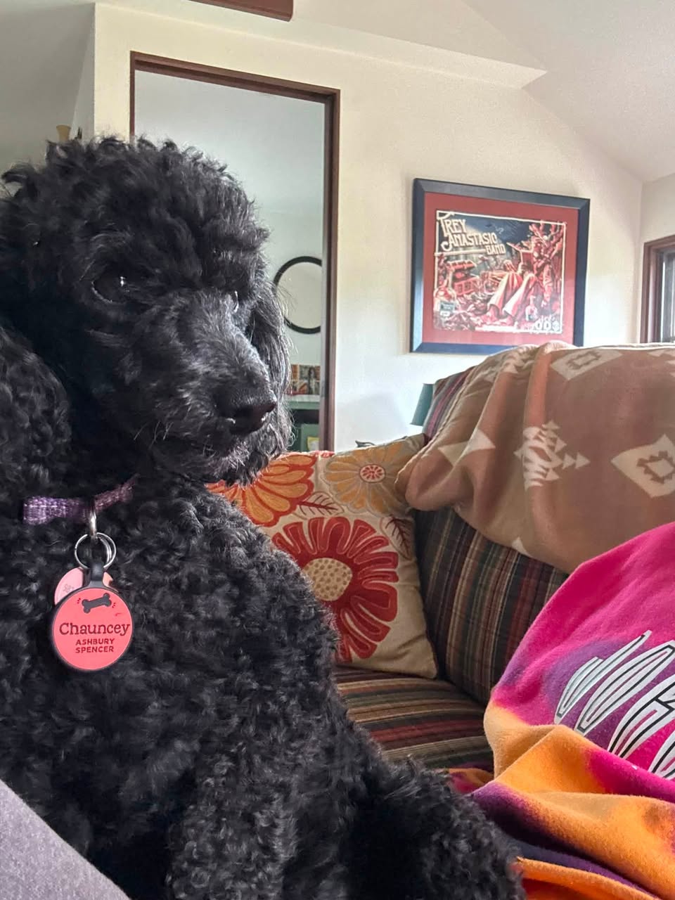 Dog reported missing in Baltimore, MD