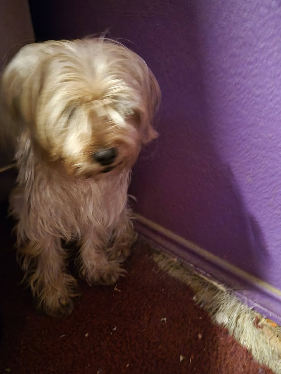 Lola reported missing in Irving, TX