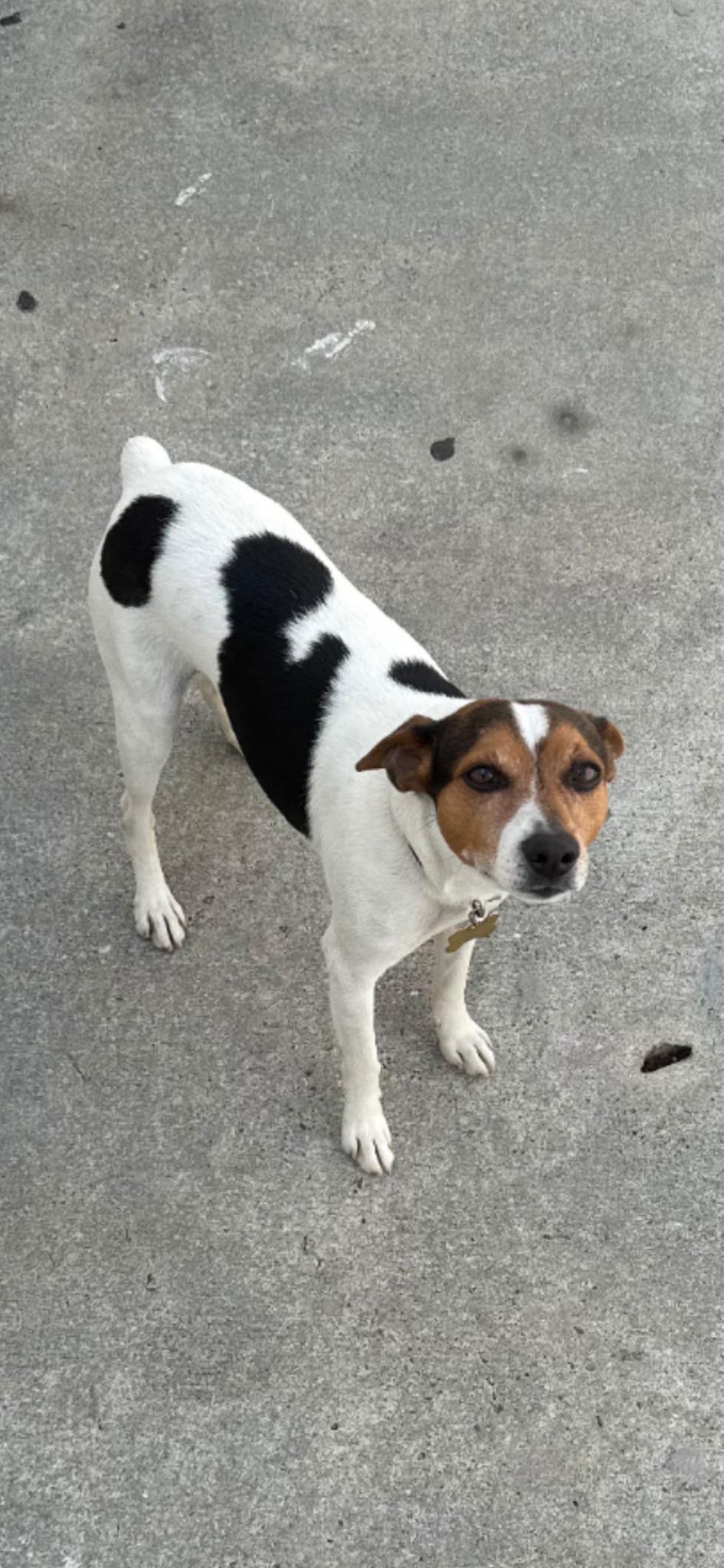 Dog reported missing in Tampa, FL