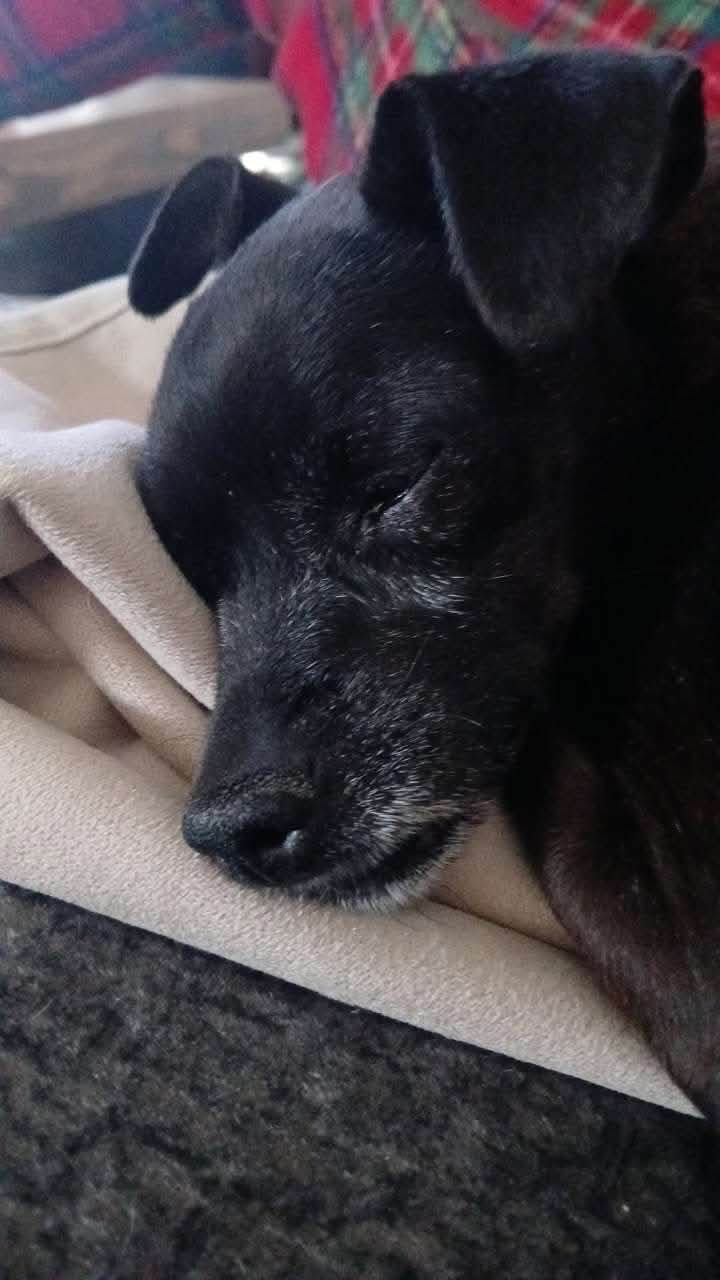 Dog reported missing in Boise, ID