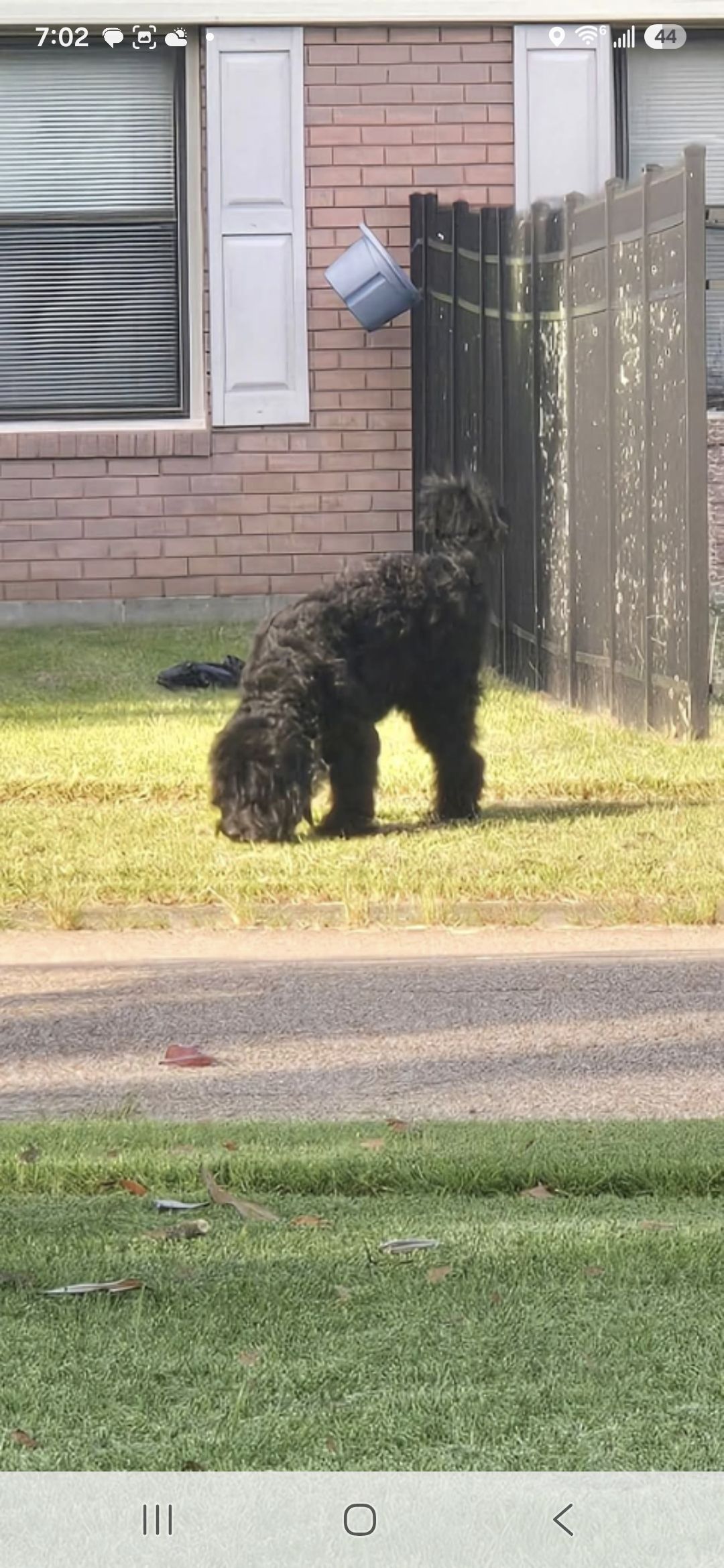 Dog reported found or sighted in Baton Rouge, LA