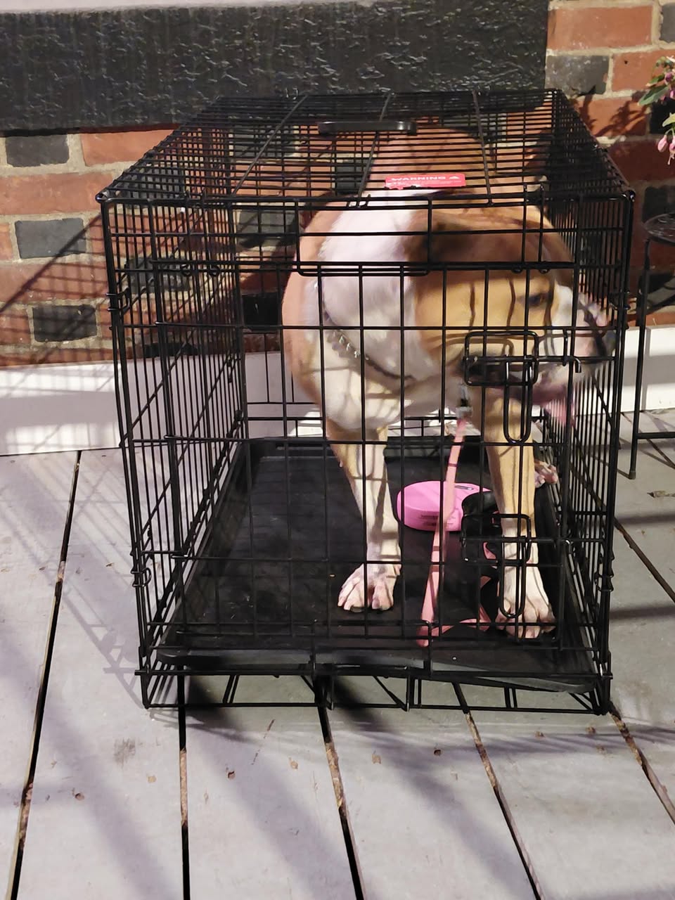 Dog reported found or sighted in Philadelphia, PA