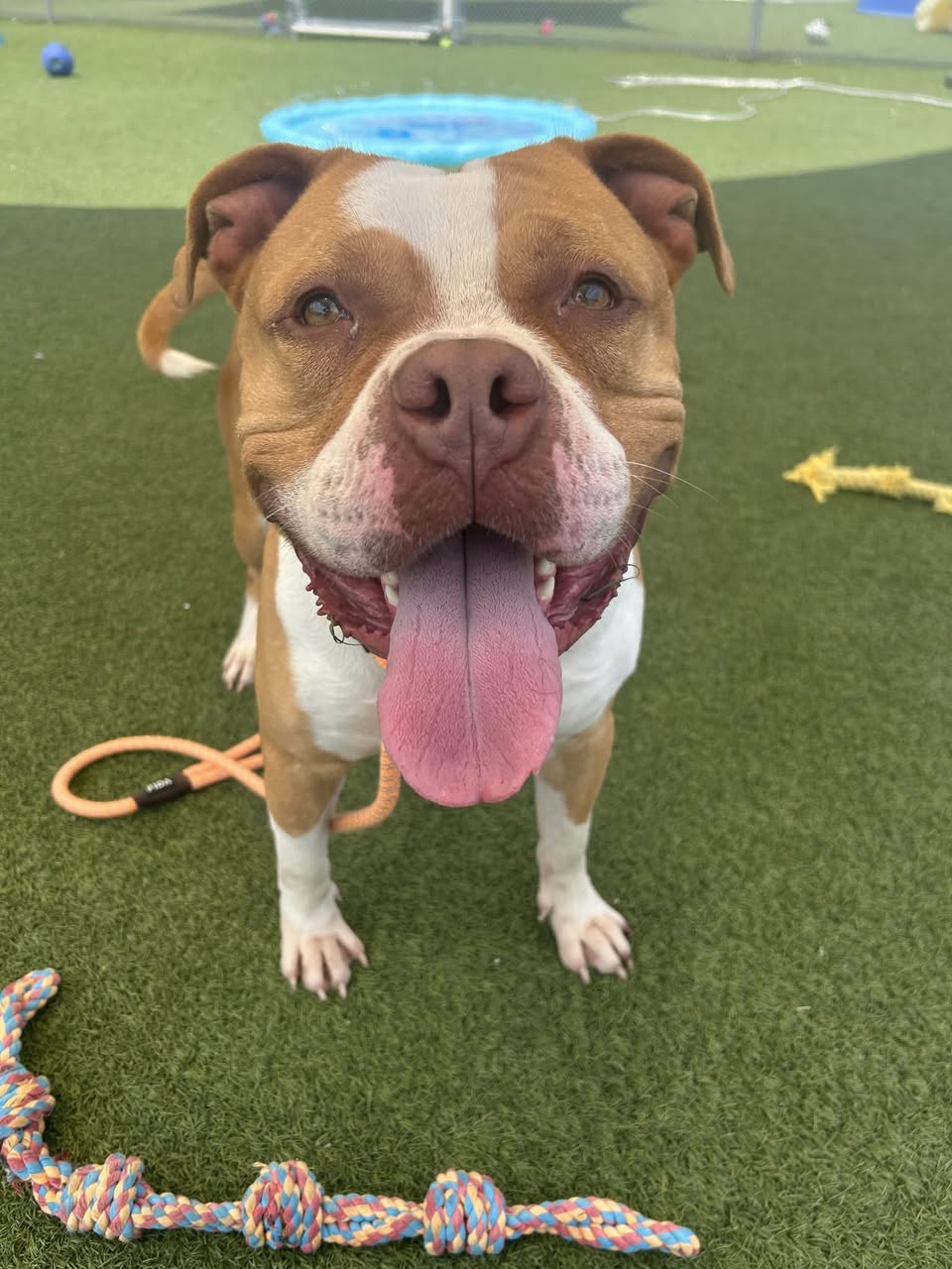 Dog reported missing in Cleveland, OH