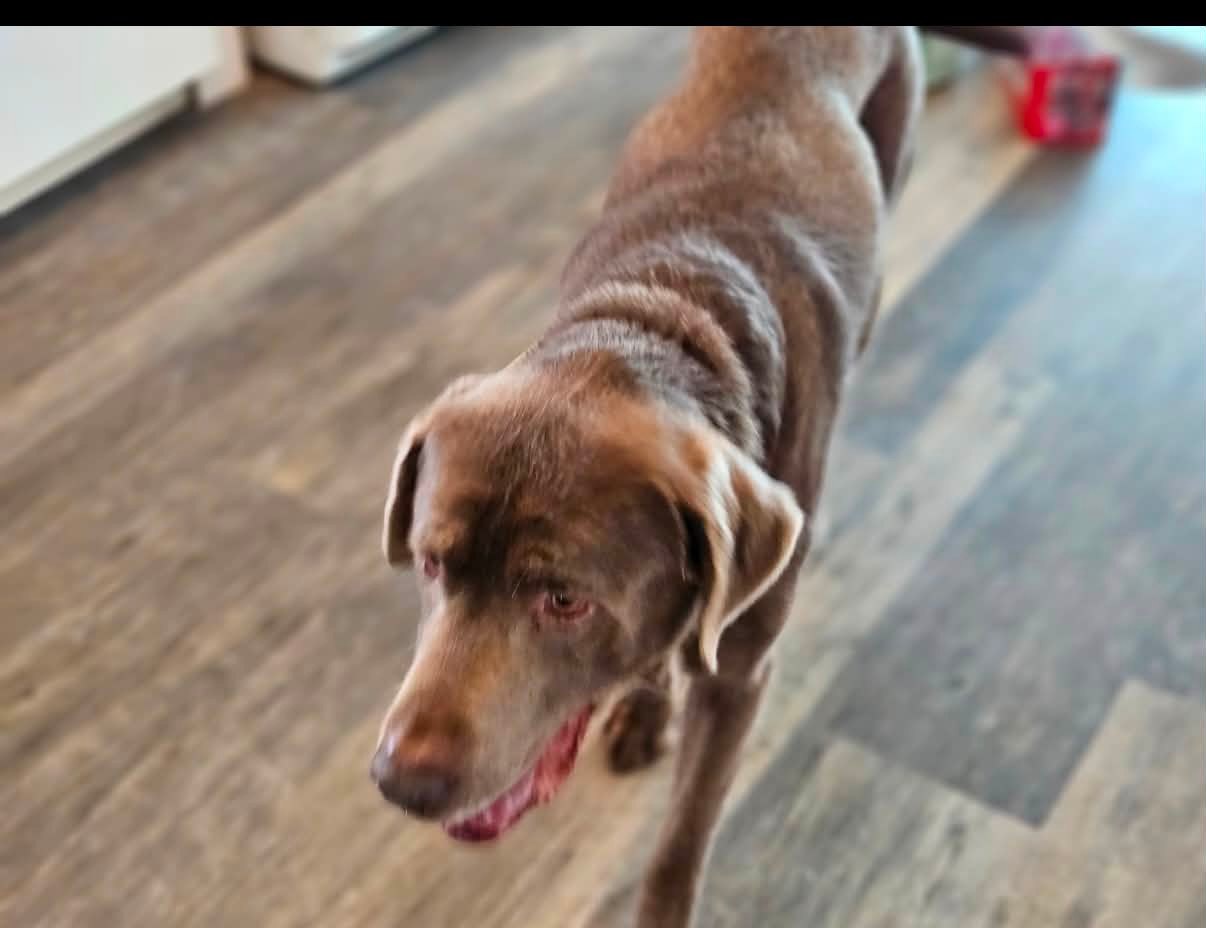 Dog reported found or sighted in Louisville, KY