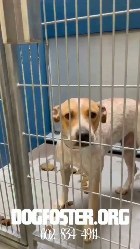 Dog reported missing in Phoenix, AZ