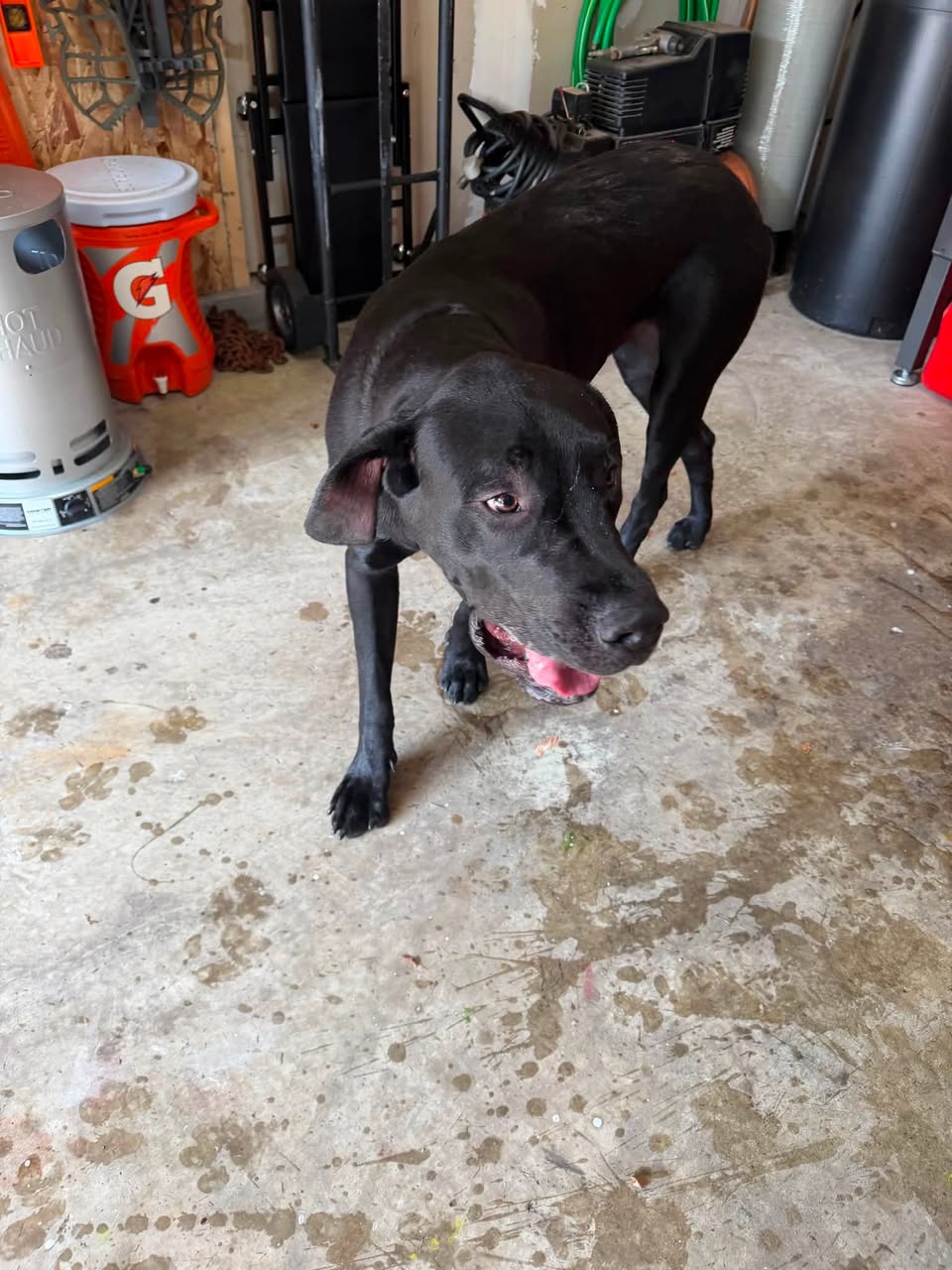 Dog reported found or sighted in Indianapolis, IN
