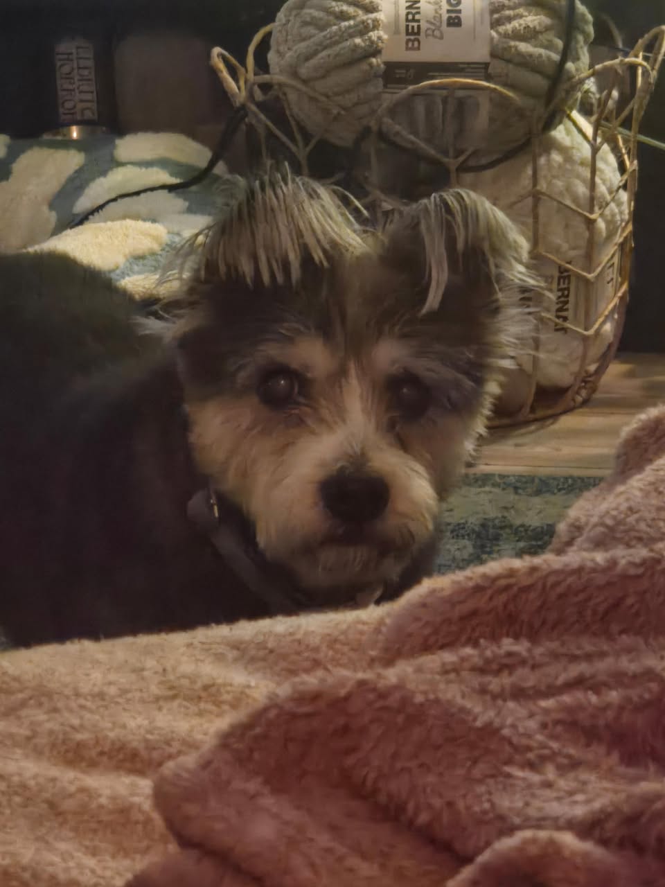 Beni reported missing in Oakland, CA