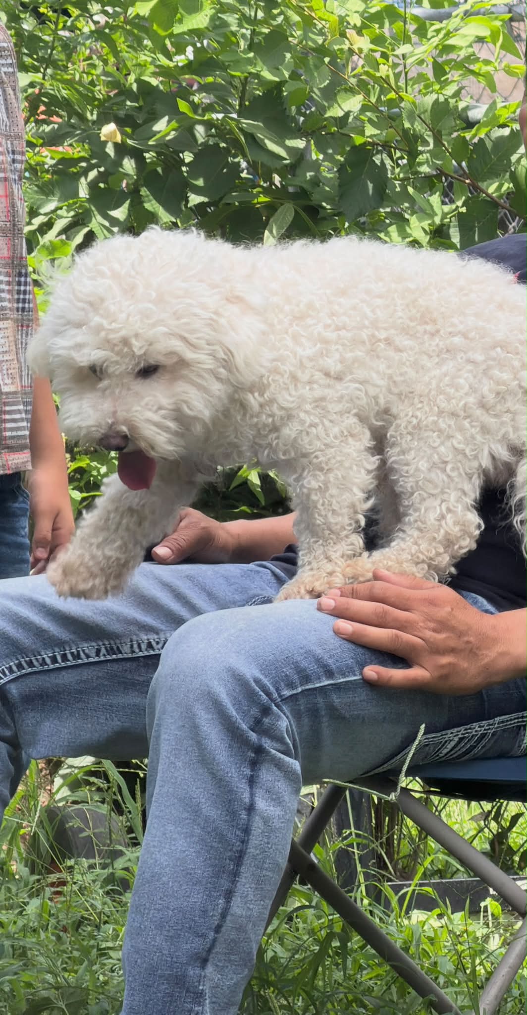 Dog reported missing in Irving, TX