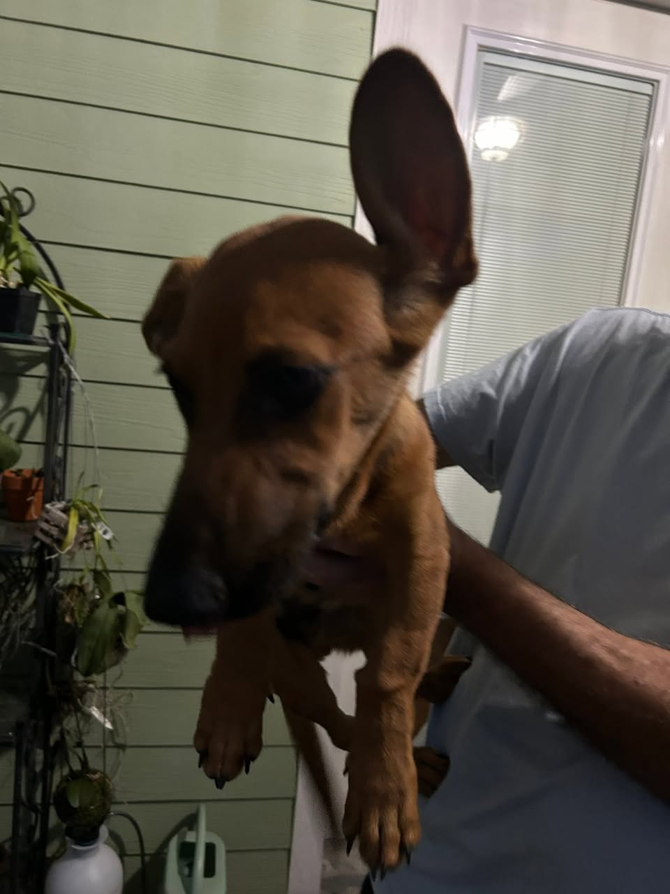 Dog reported missing in Tampa, FL