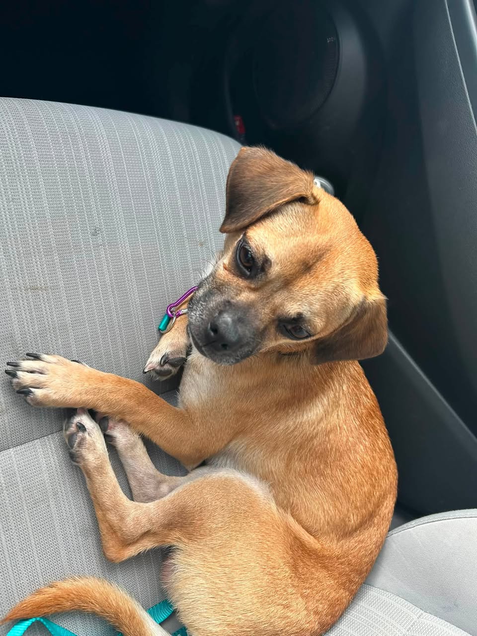 Dog reported found or sighted in Chandler, AZ