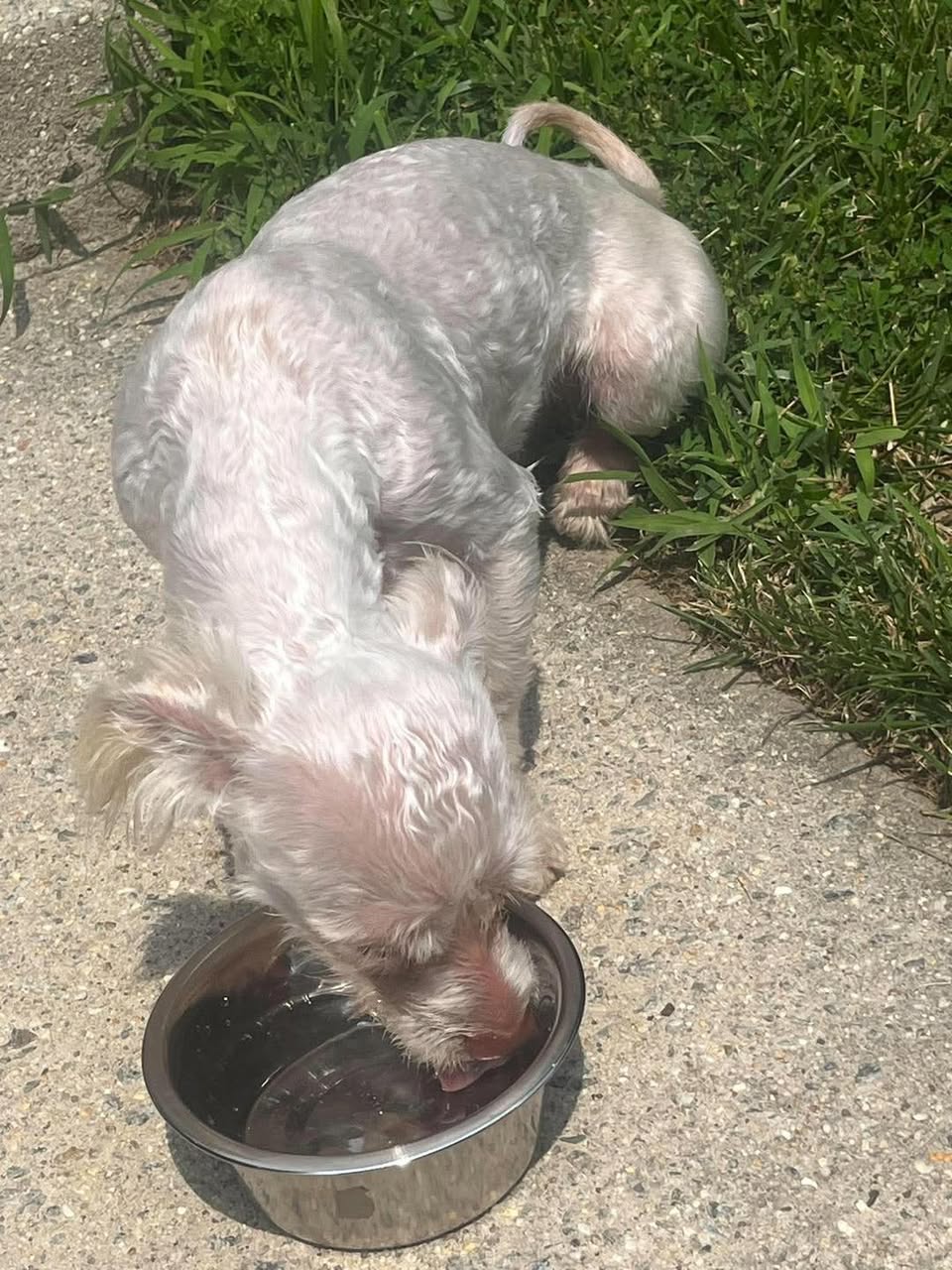 Dog reported found or sighted in Virginia Beach, VA