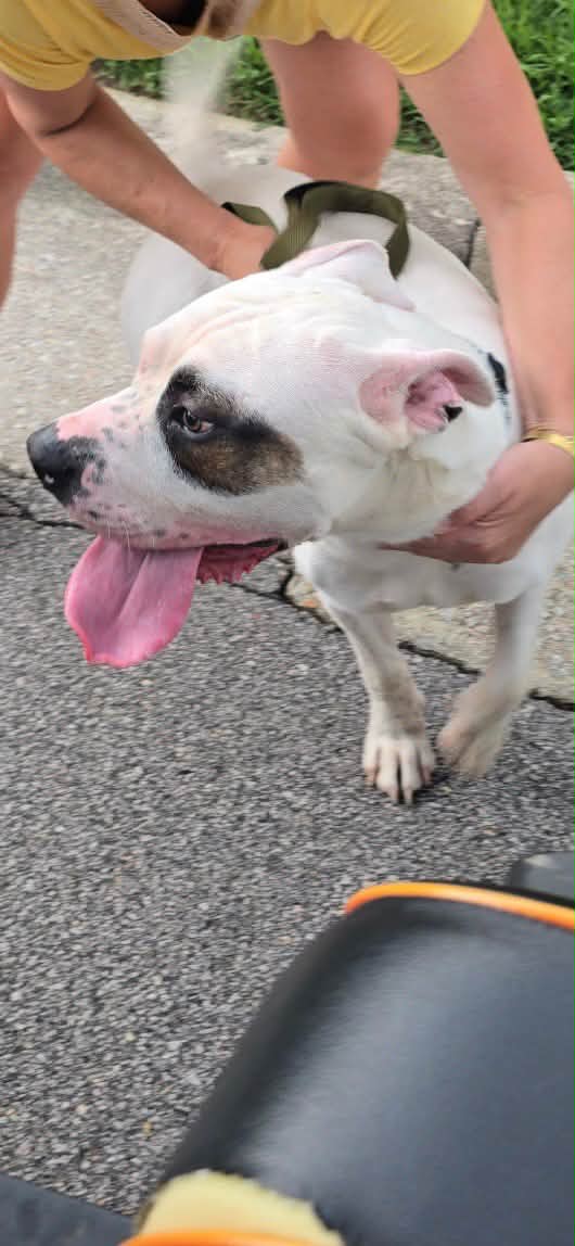 Dog reported missing in Charlotte, NC