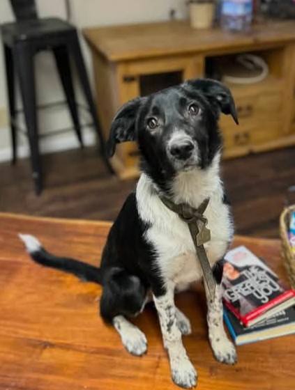 Dog reported missing in Phoenix, AZ