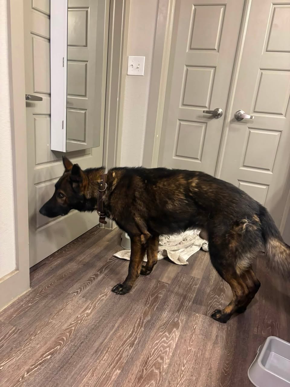 Dog reported found or sighted in Fort Worth, TX