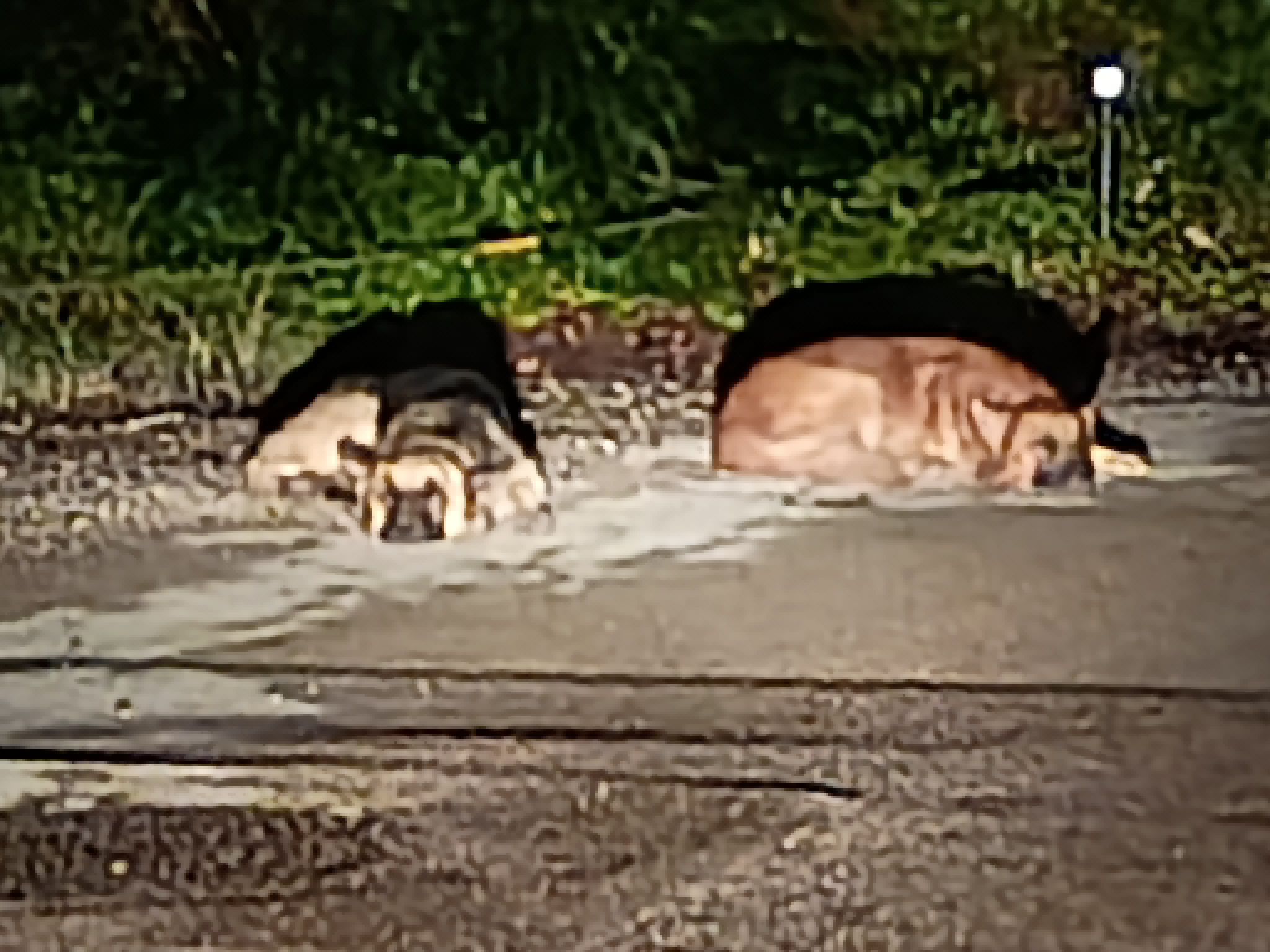 Dog reported missing in Irving, TX