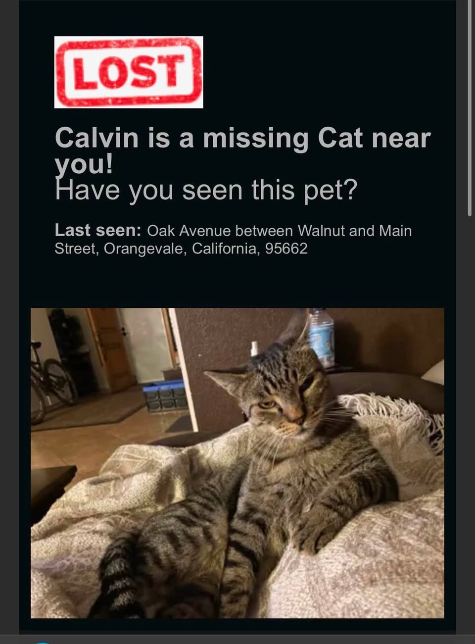 Dog reported missing in Sacramento, CA