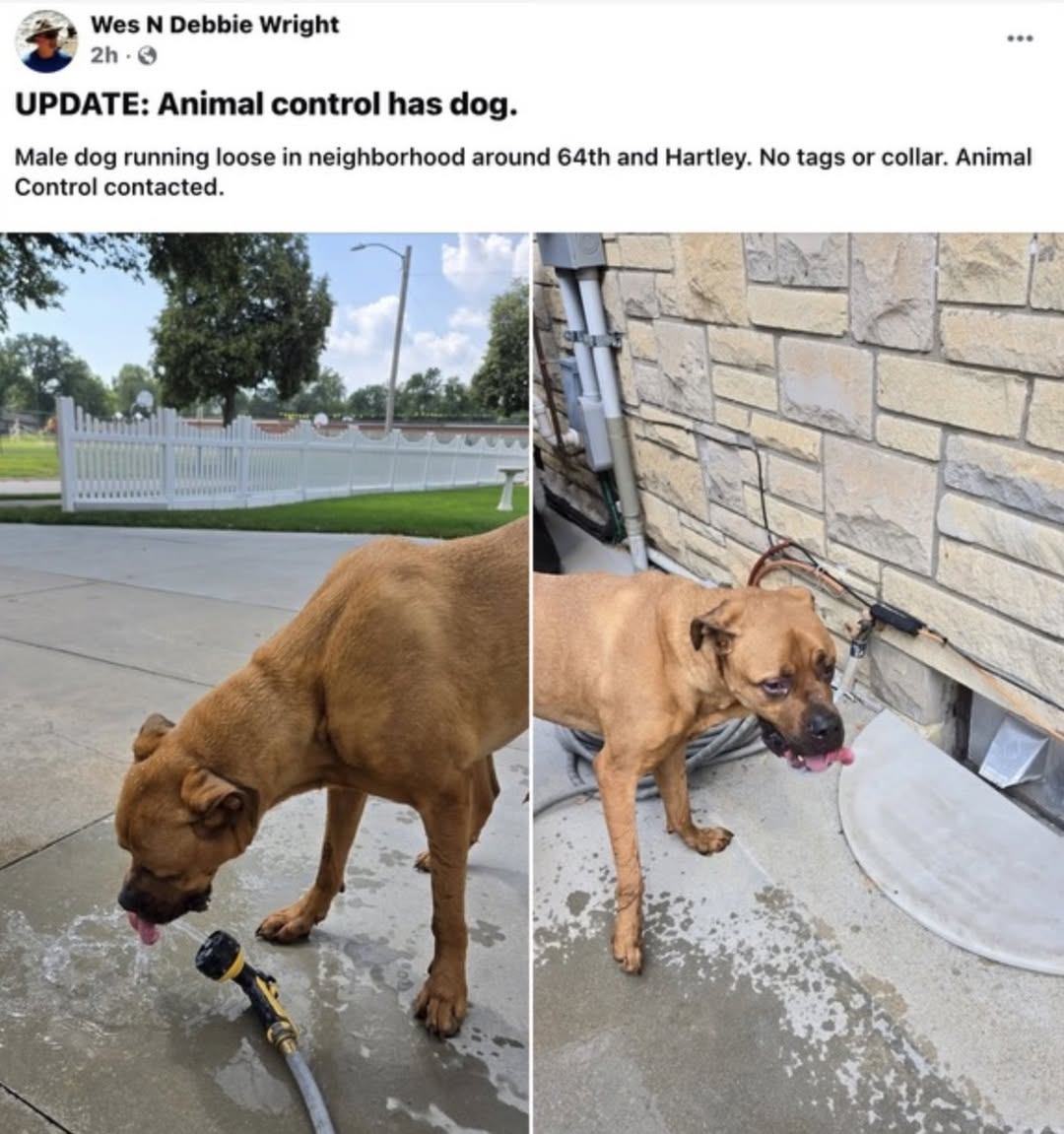 Dog reported found or sighted in Lincoln, NE