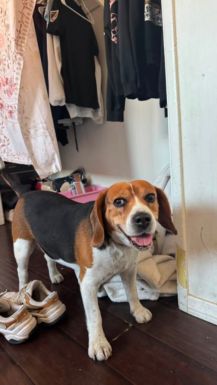 Dog reported found or sighted in Los Angeles, CA