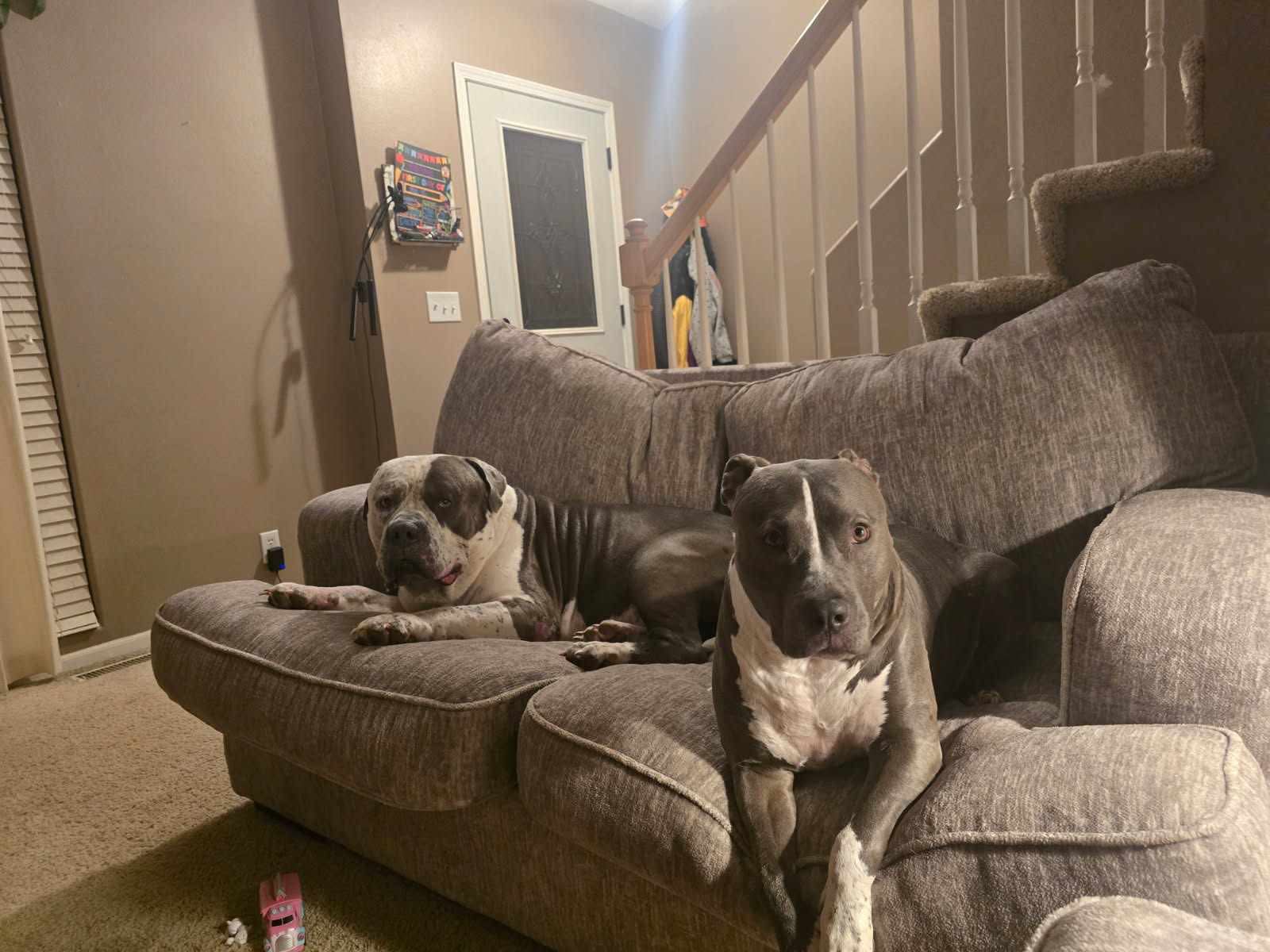 Dog reported found or sighted in Omaha, NE