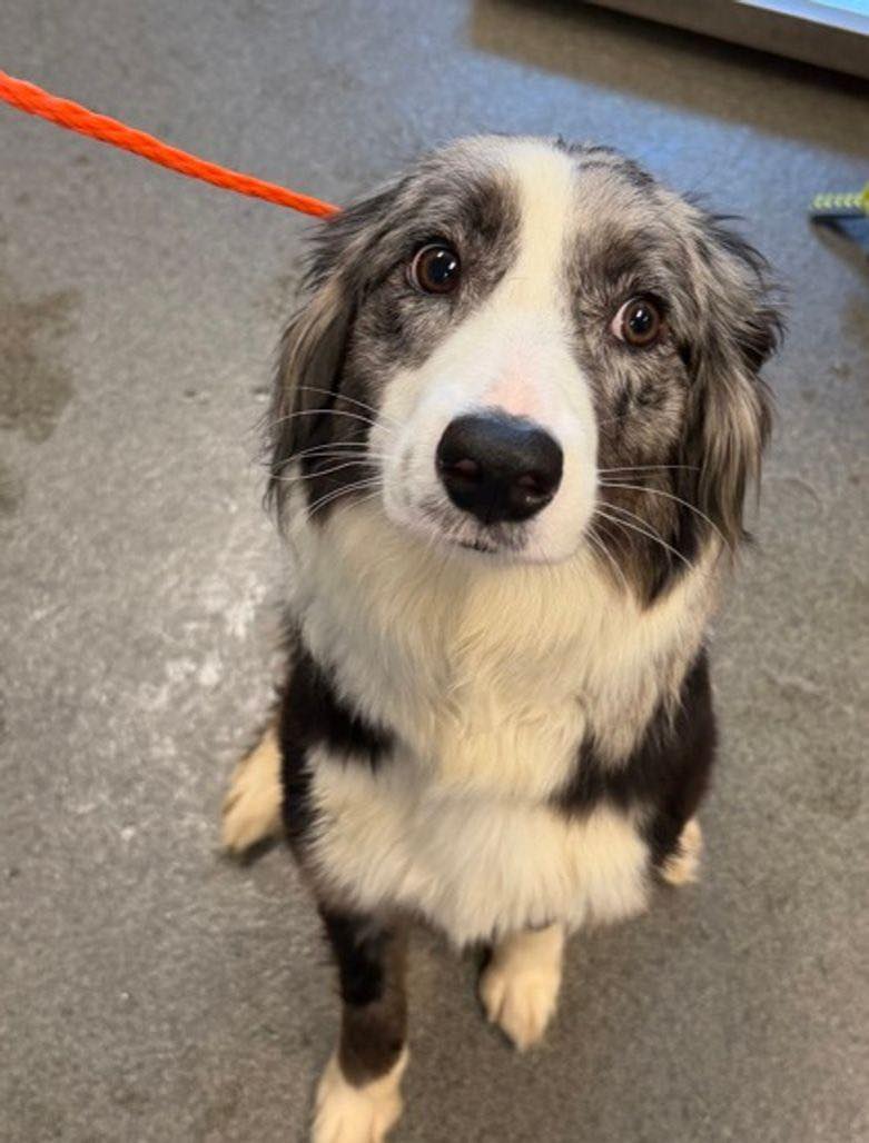 Dog reported found or sighted in Columbus, OH