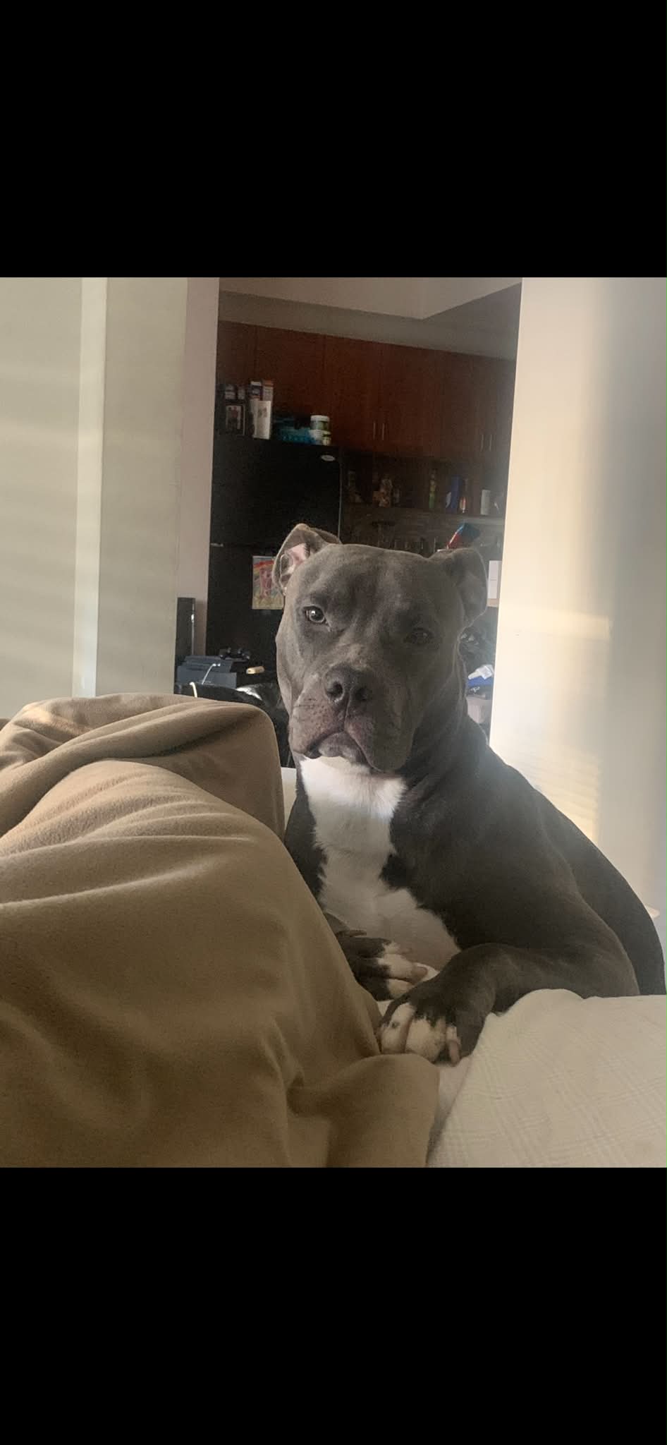 Dog reported missing in Indianapolis, IN