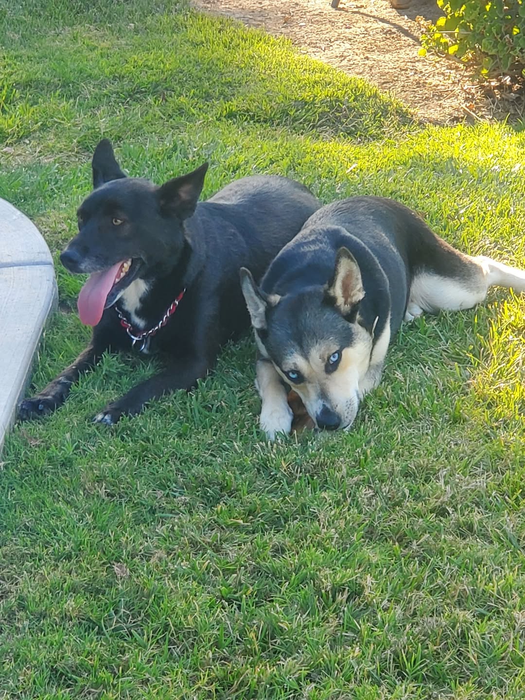 Dog reported found or sighted in Fresno, CA