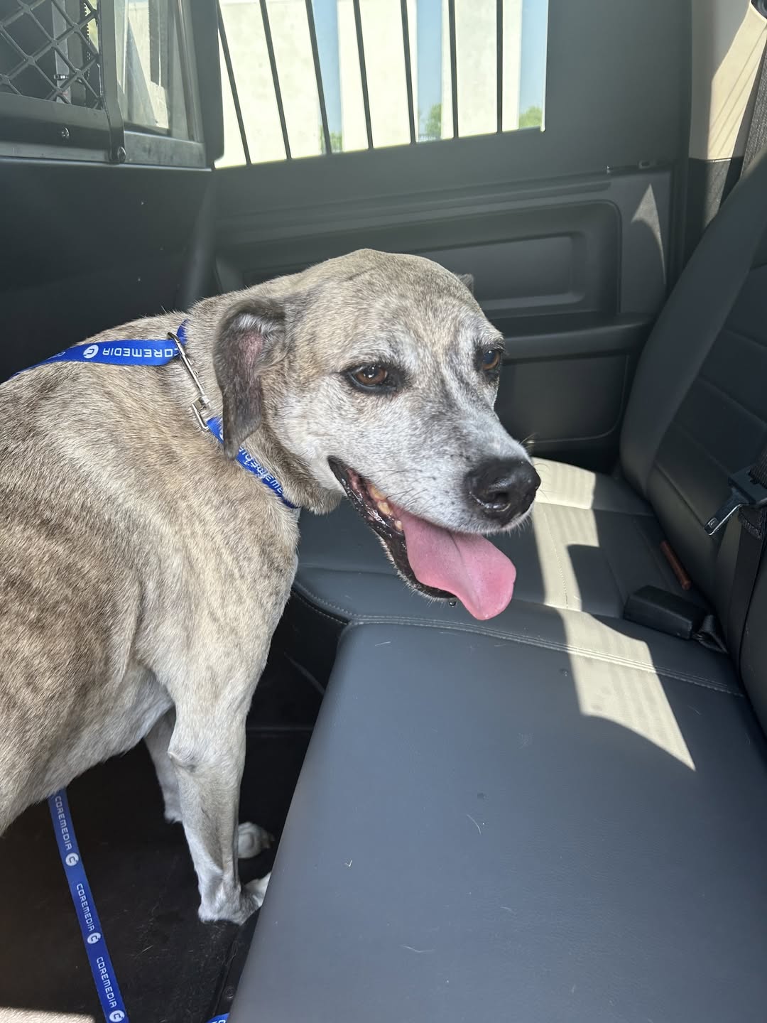 Dog reported found or sighted in Saint Paul, MN