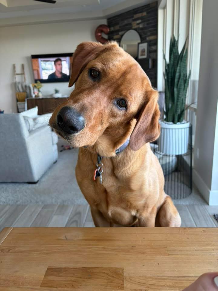 Dog reported missing in Boise, ID
