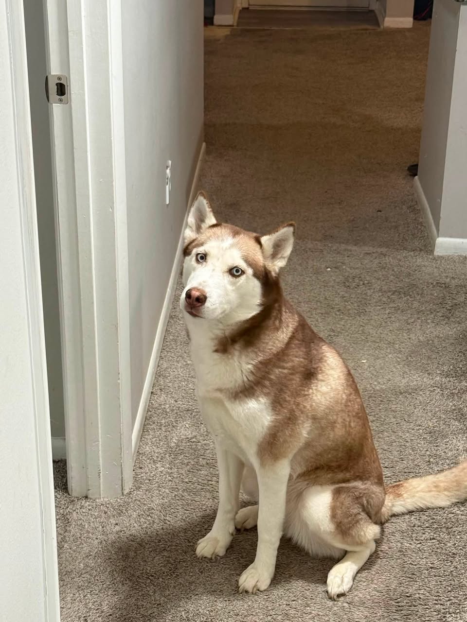 Dog reported missing in Indianapolis, IN