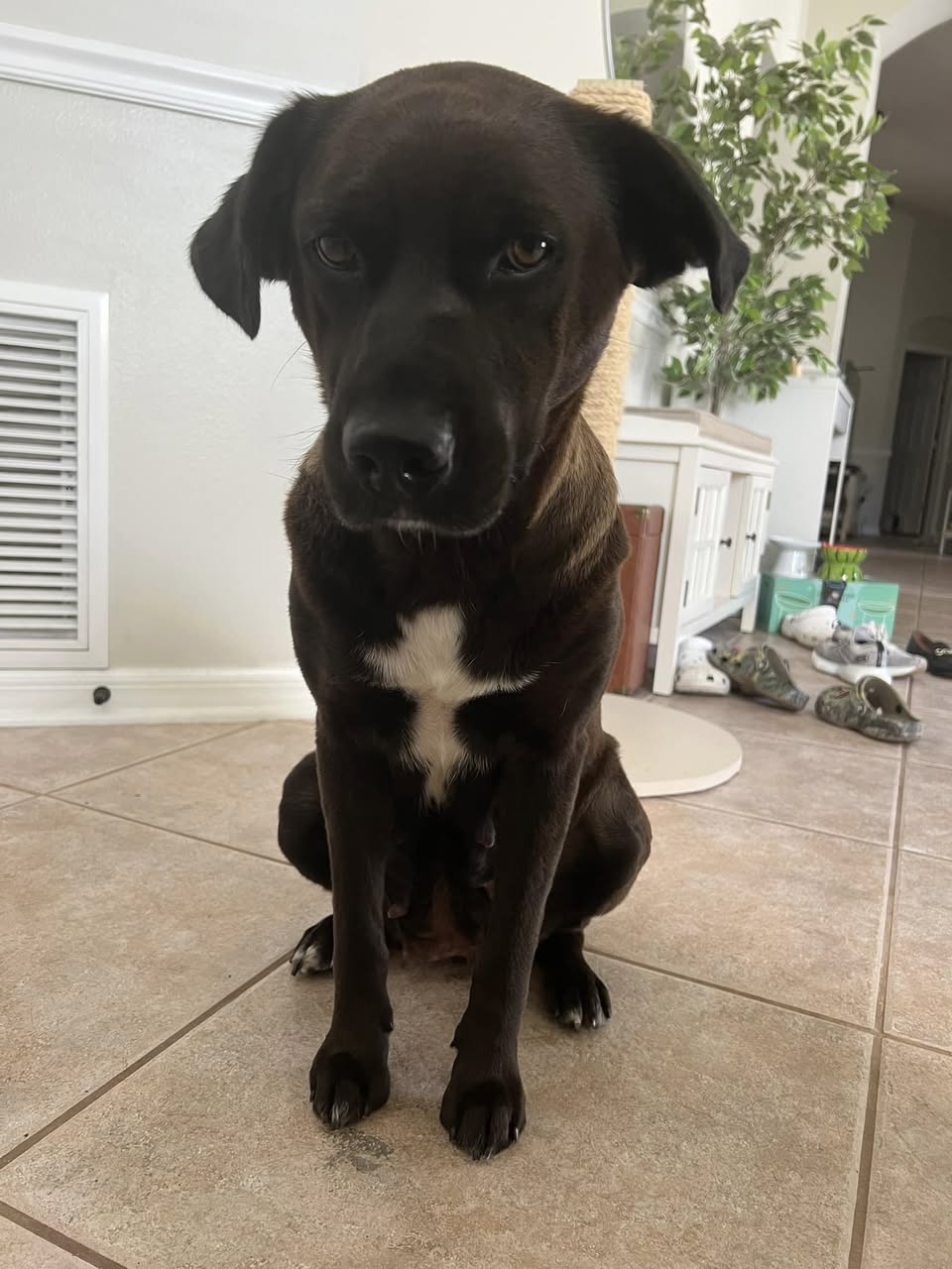 Dog reported found or sighted in Orlando, FL