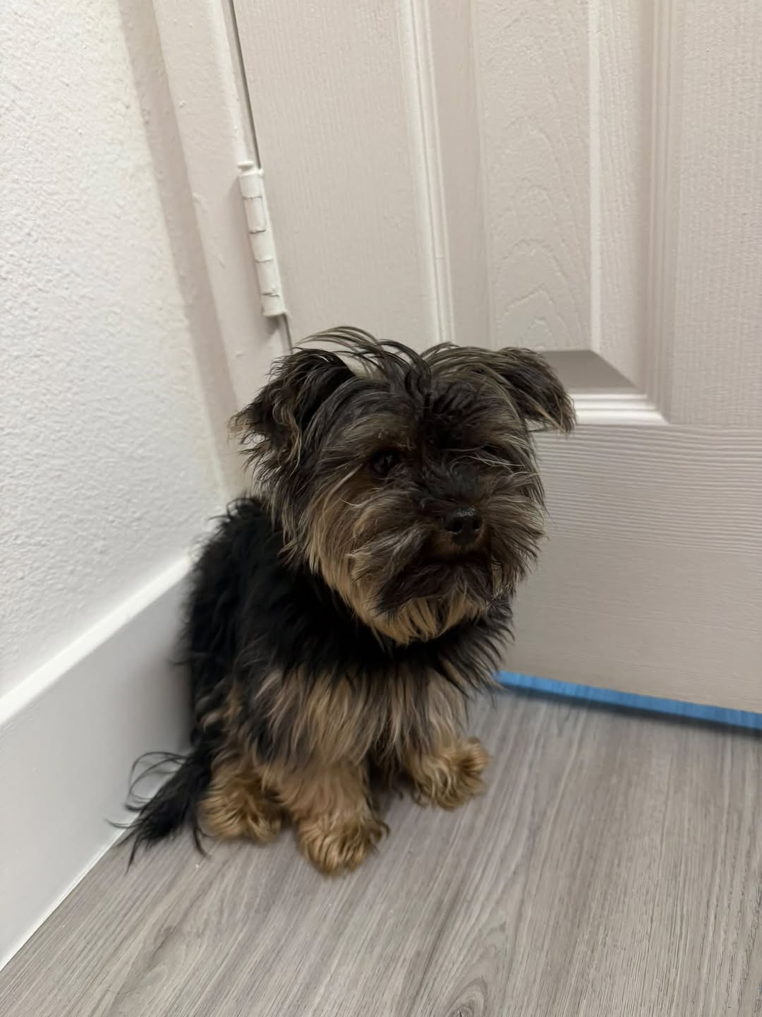 Dog reported found or sighted in Reno, NV