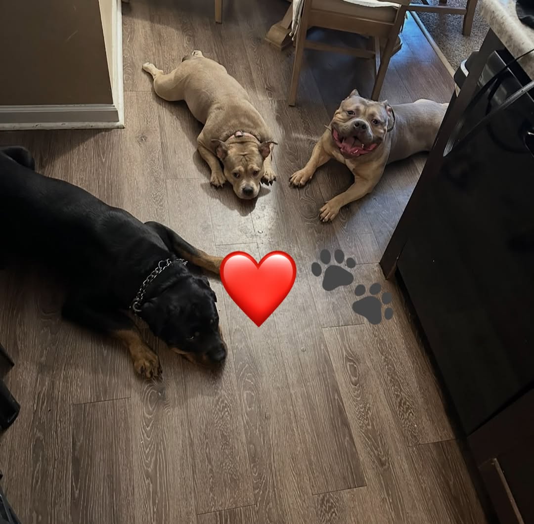 Dog reported missing in Cincinnati, OH
