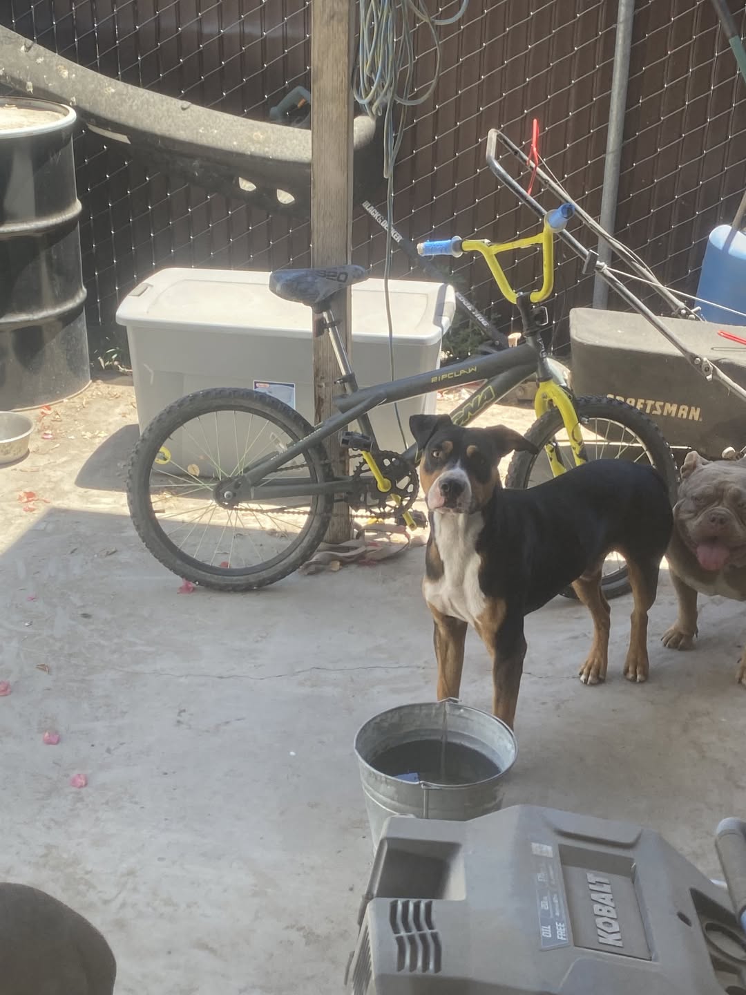Dog reported found or sighted in Fremont, CA