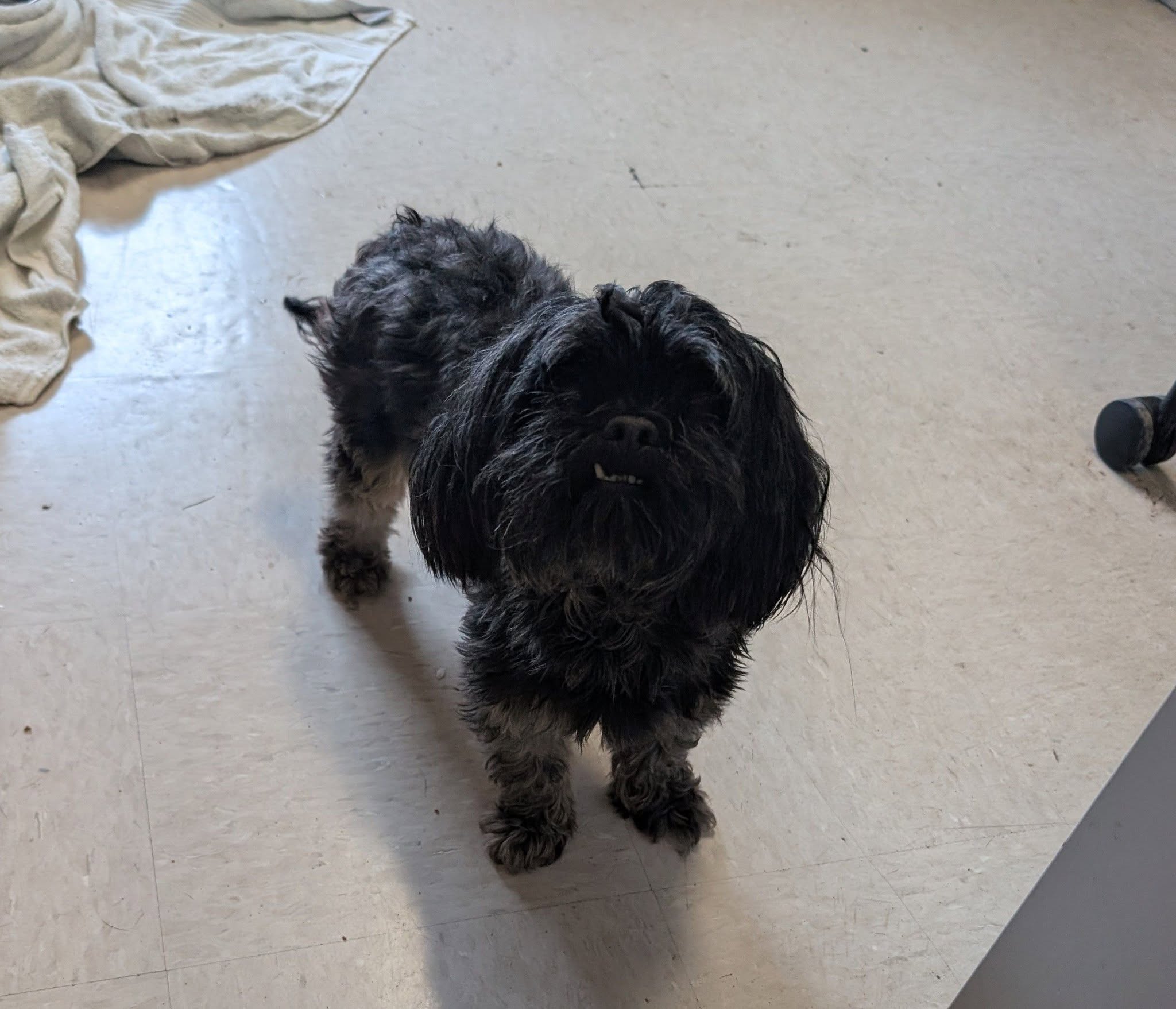 Dog reported missing in St. Louis, MO