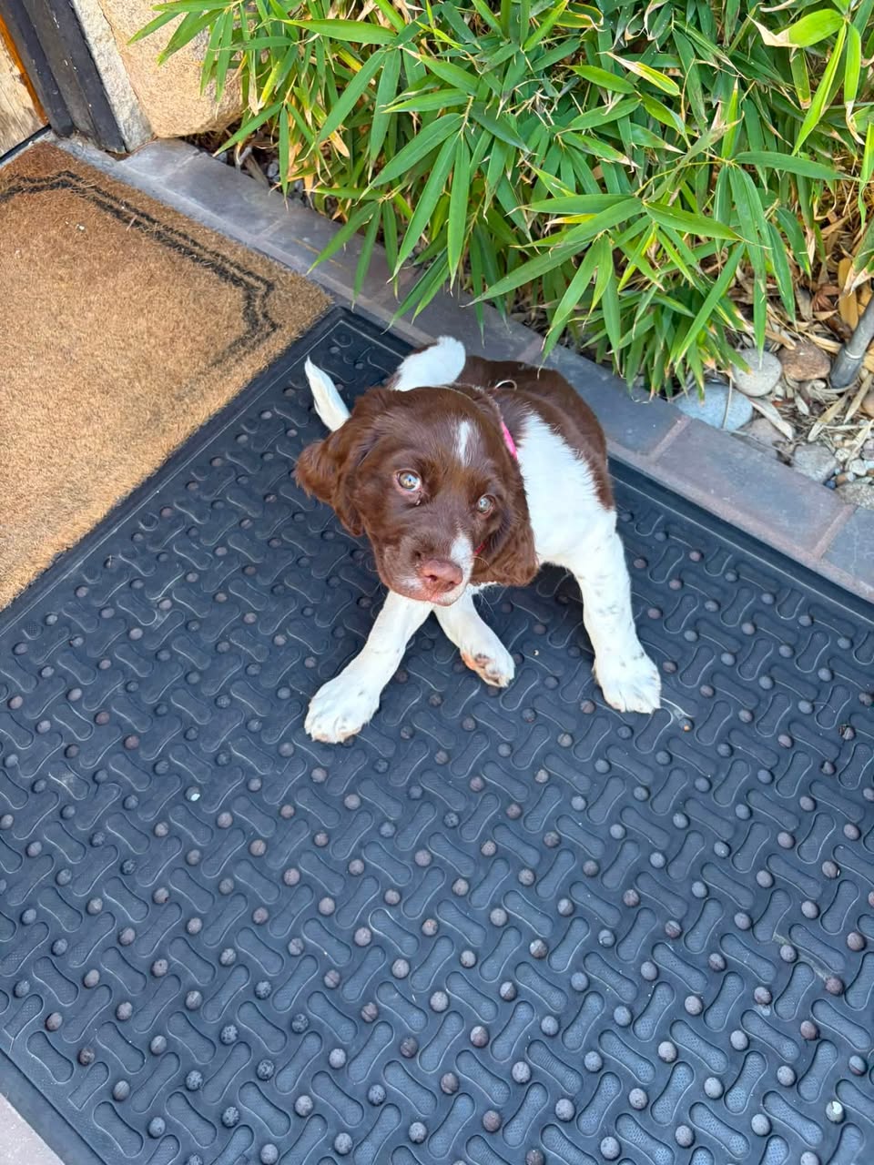 Dog reported missing in Boise, ID