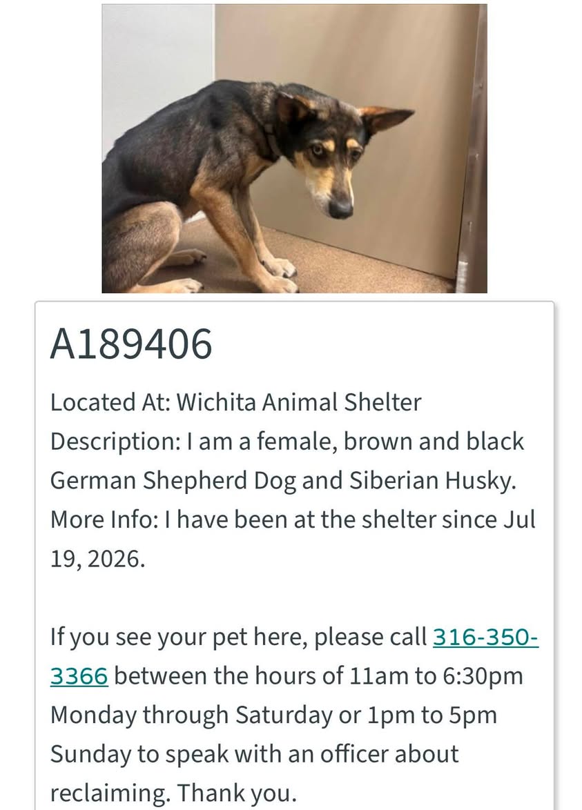Dog reported missing in Wichita, KS