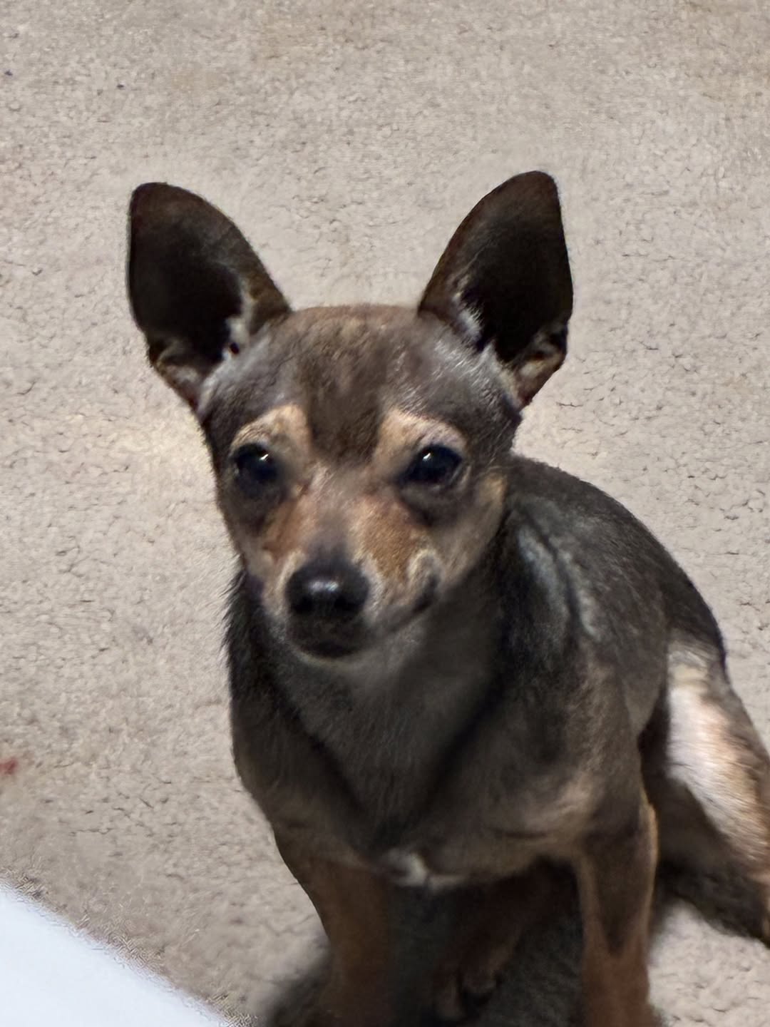 snoopy reported missing in El Paso, TX